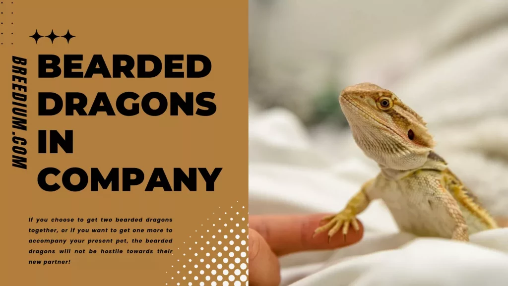 Bearded Dragons In Company