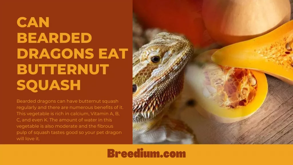 Can Bearded Dragons Eat Butternut Squash