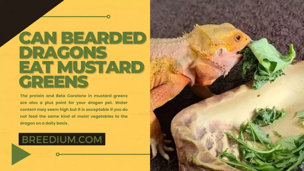 Can Bearded Dragons Eat Mustard Greens