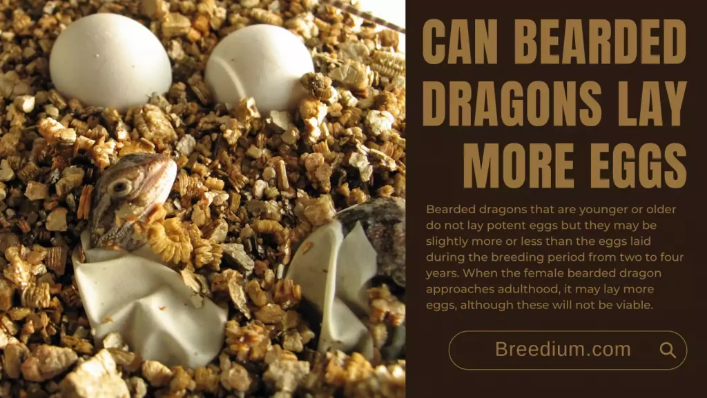 Can Bearded Dragons Lay More Eggs