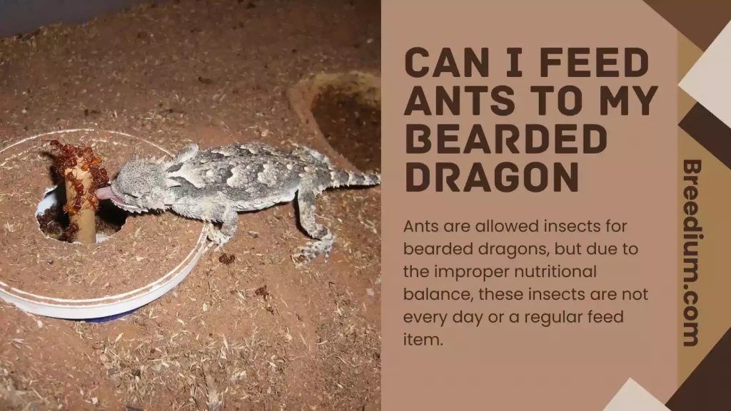 Can I Feed Ants To My Bearded Dragon