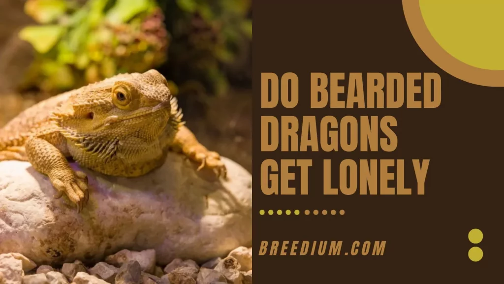 Do Bearded Dragons Get Lonely