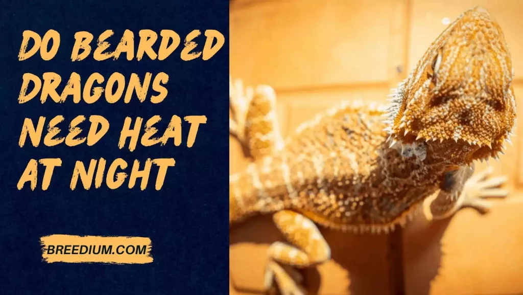 Do Bearded Dragons Need Heat At Night