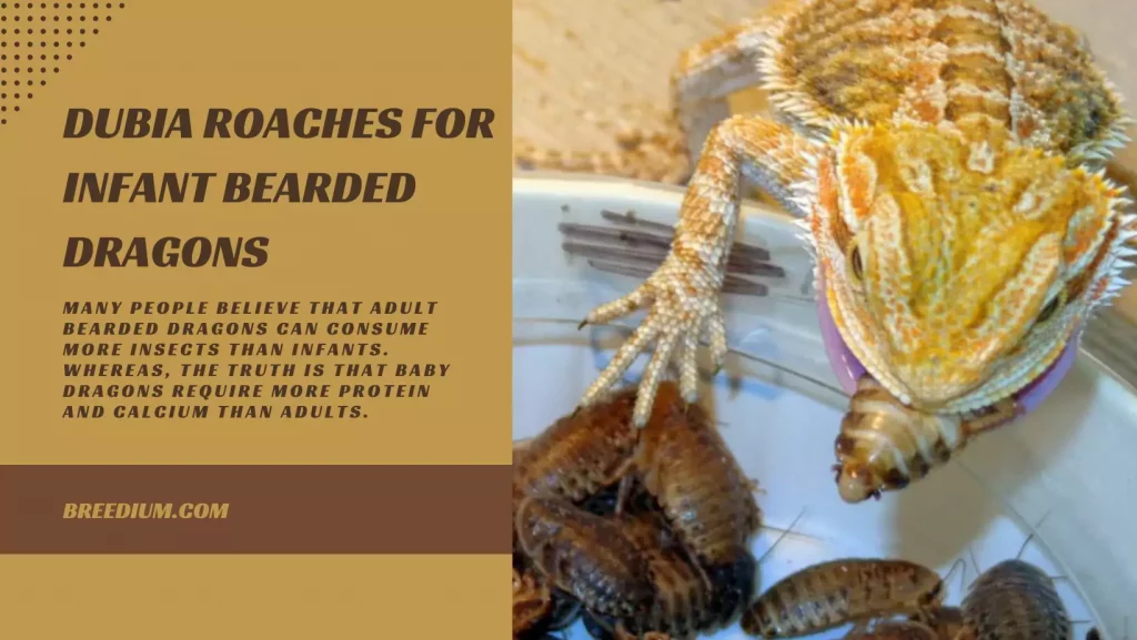 Dubia Roaches For Infant Bearded Dragons