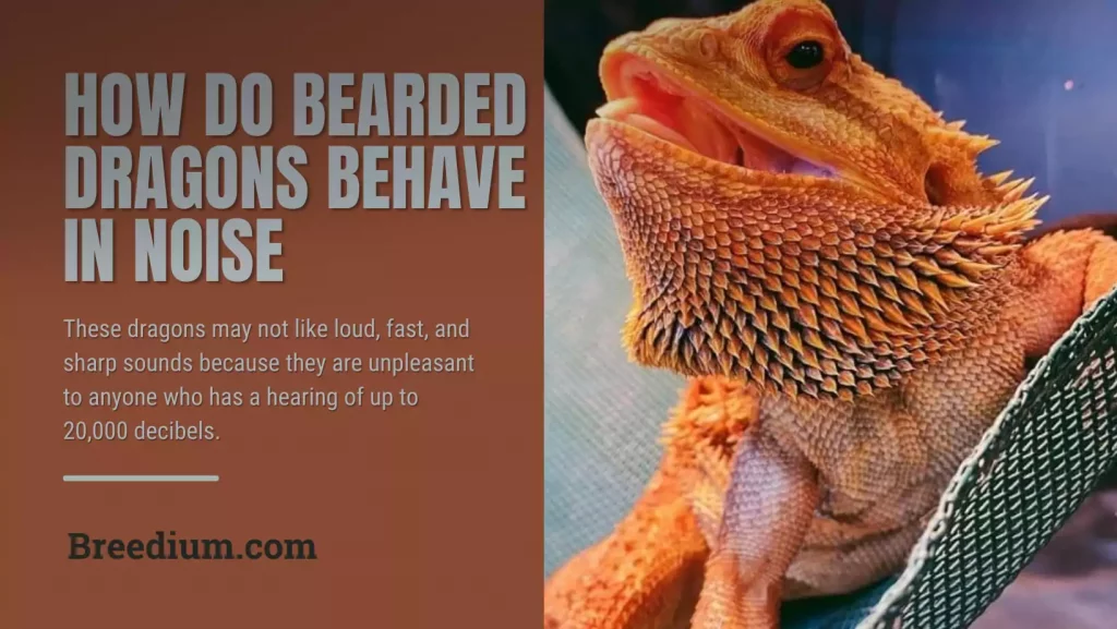 How Do Bearded Dragons Behave In Noise