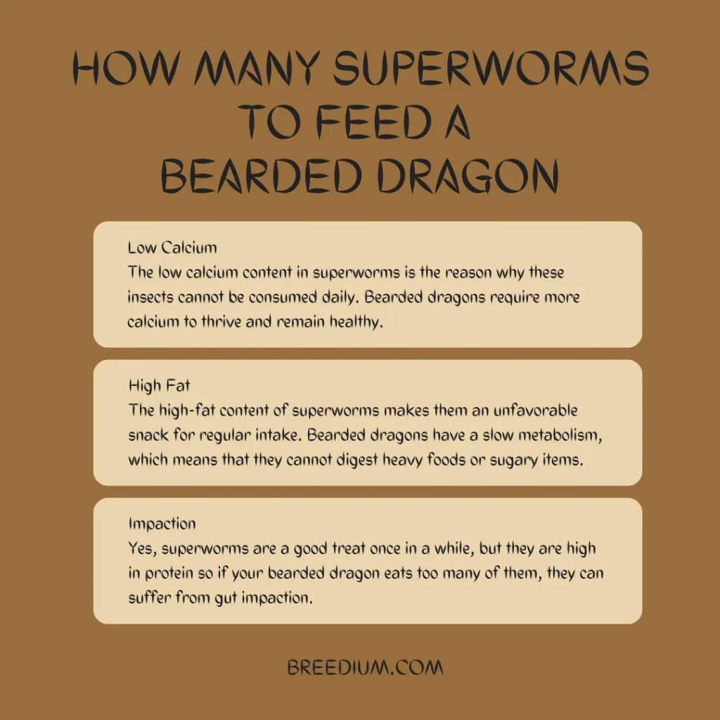 How Many Superworms To Feed A Bearded Dragon