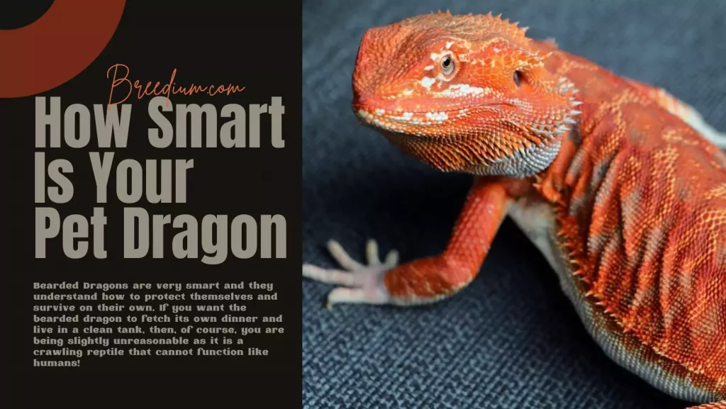 How Smart Is Your Pet Dragon