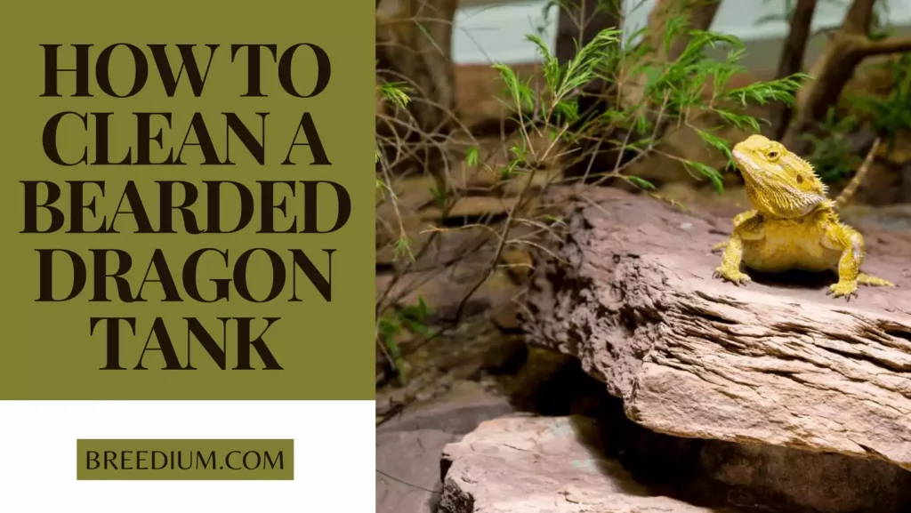 How To Clean A Bearded Dragon Tank