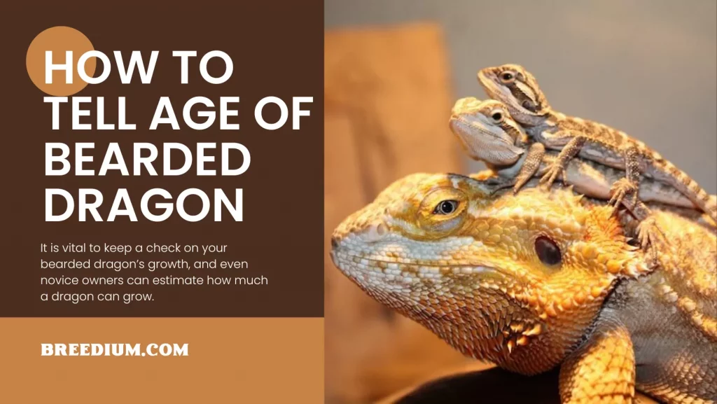 How To Tell Age Of Bearded Dragon
