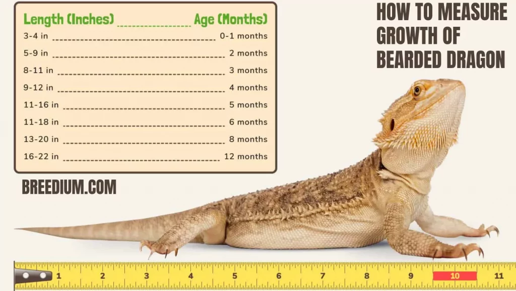How to Measure Growth Of Bearded Dragon