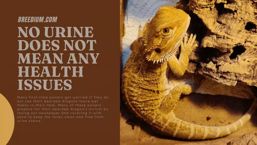 No Urine Does Not Mean Any Health Issues