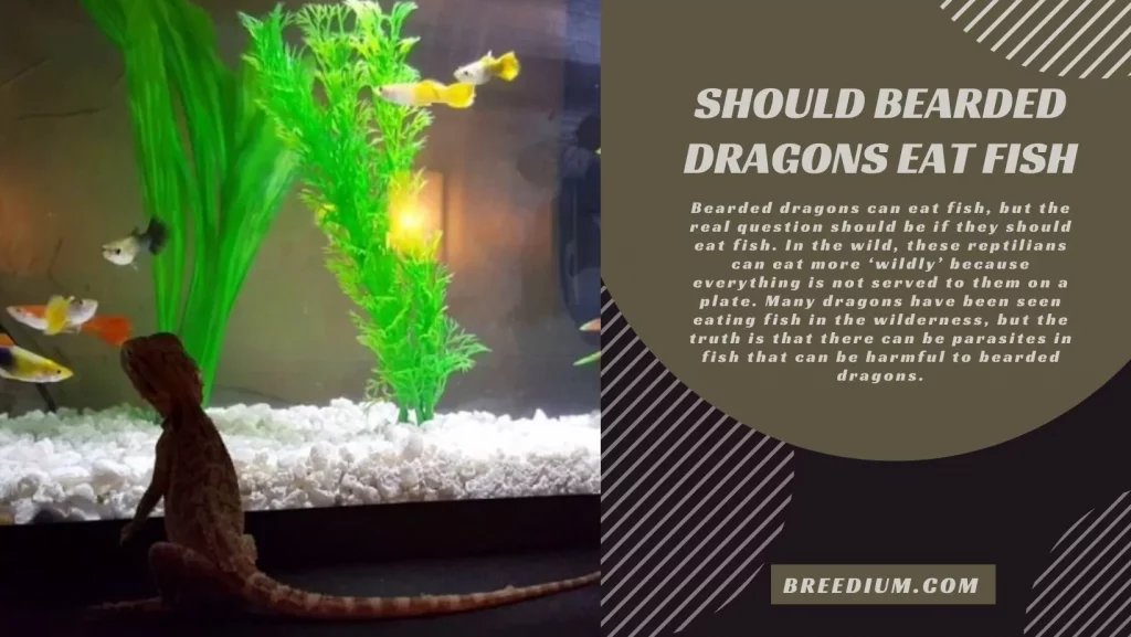 Should Bearded Dragons Eat Fish