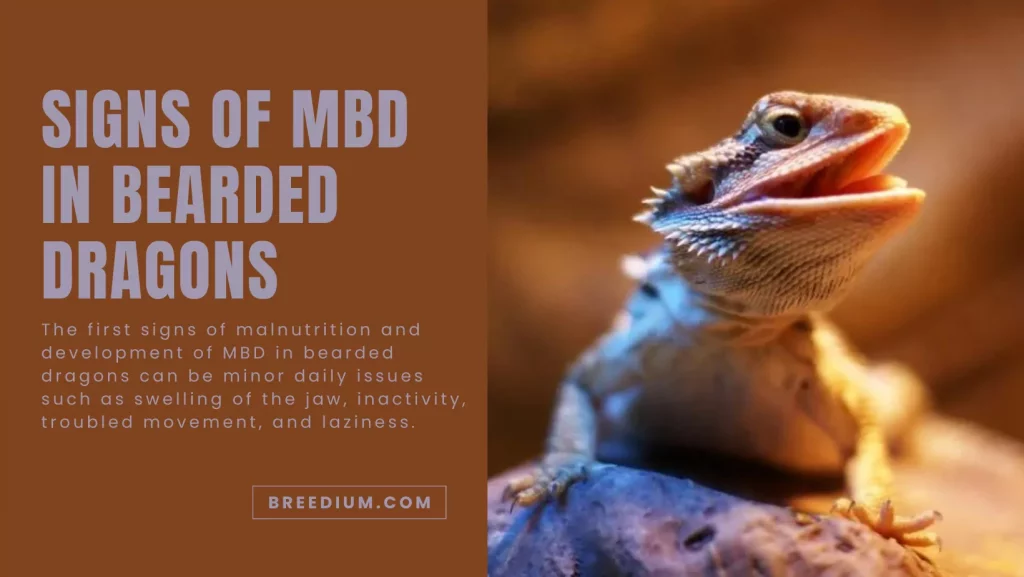 Signs Of MBD In Bearded Dragons