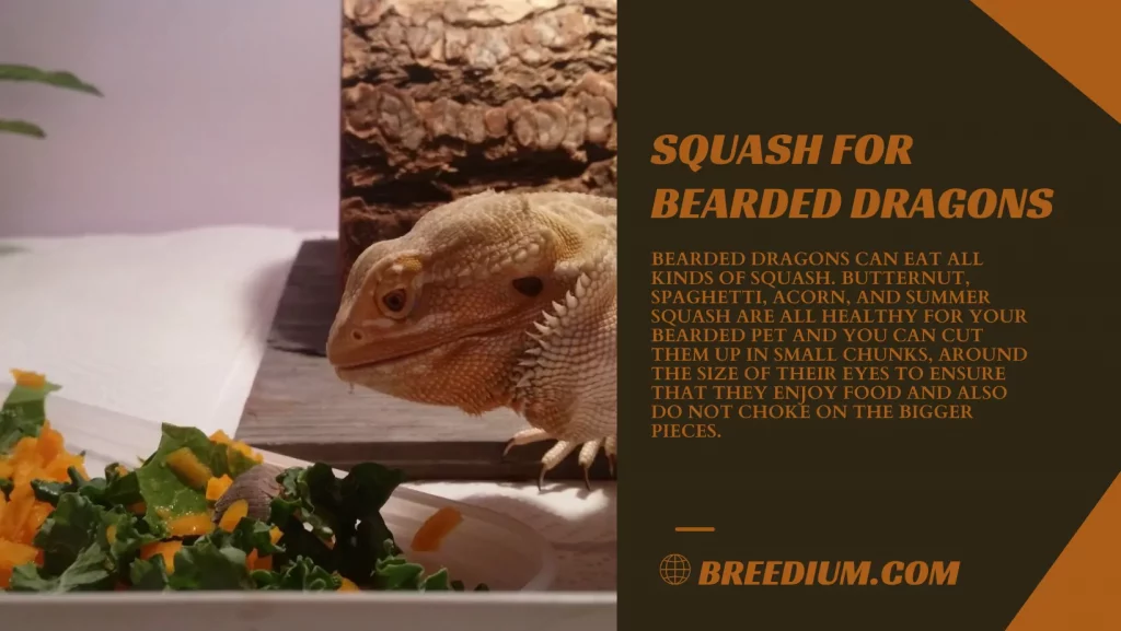 Squash For Bearded Dragons