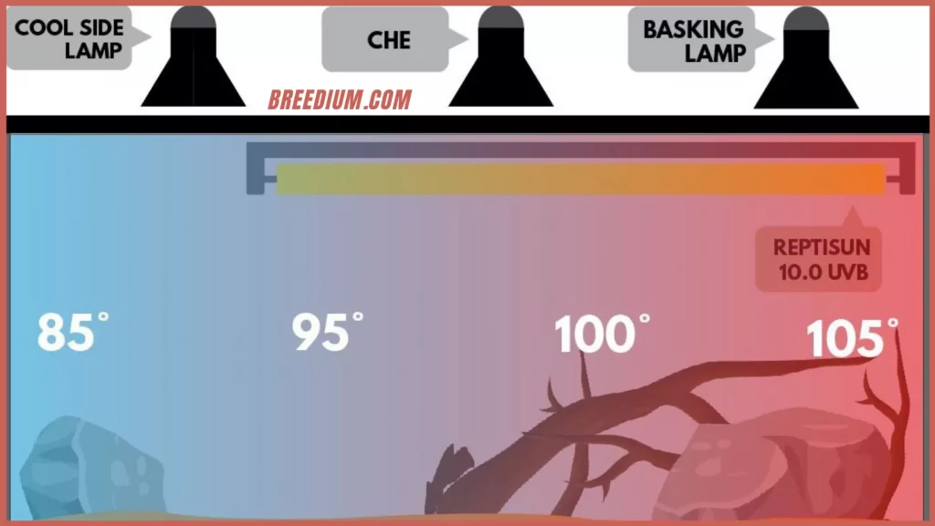 The Ideal Temperature For Young Bearded Dragons