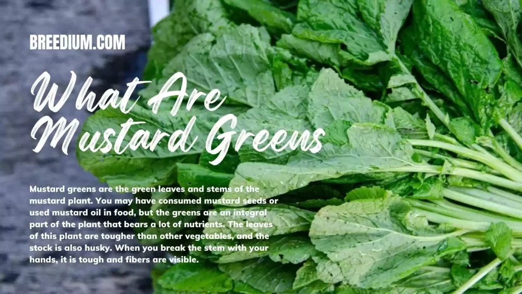 What Are Mustard Greens