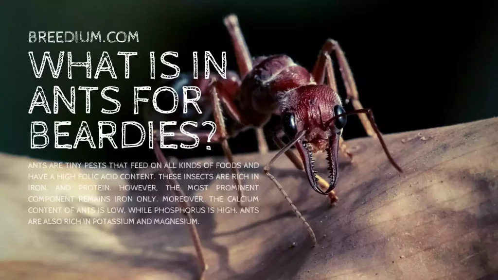 What Is In Ants