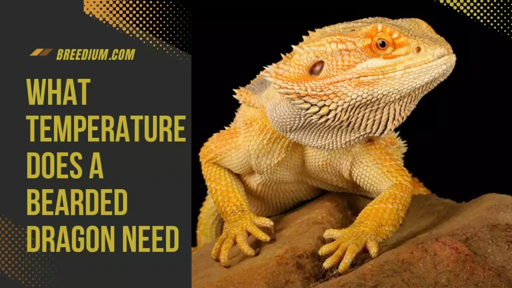 What Temperature Does A Bearded Dragon Need