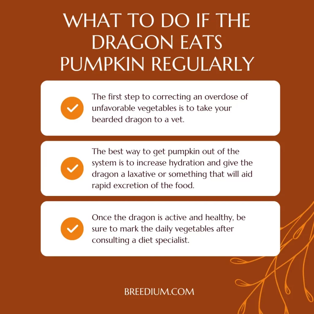What To Do If The Dragon Eats Pumpkin Regularly