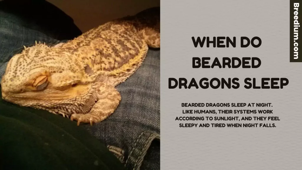 When Do Bearded Dragons Sleep