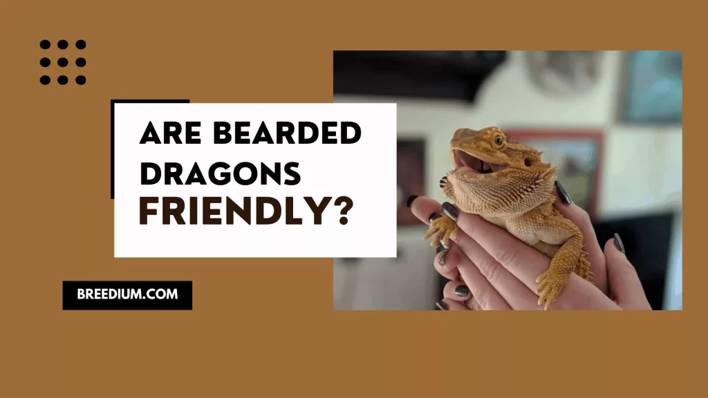 Are Bearded Dragons Friendly