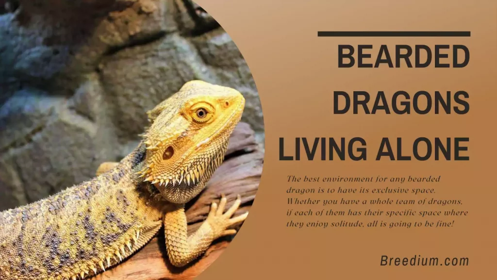 Bearded Dragons Living Alone