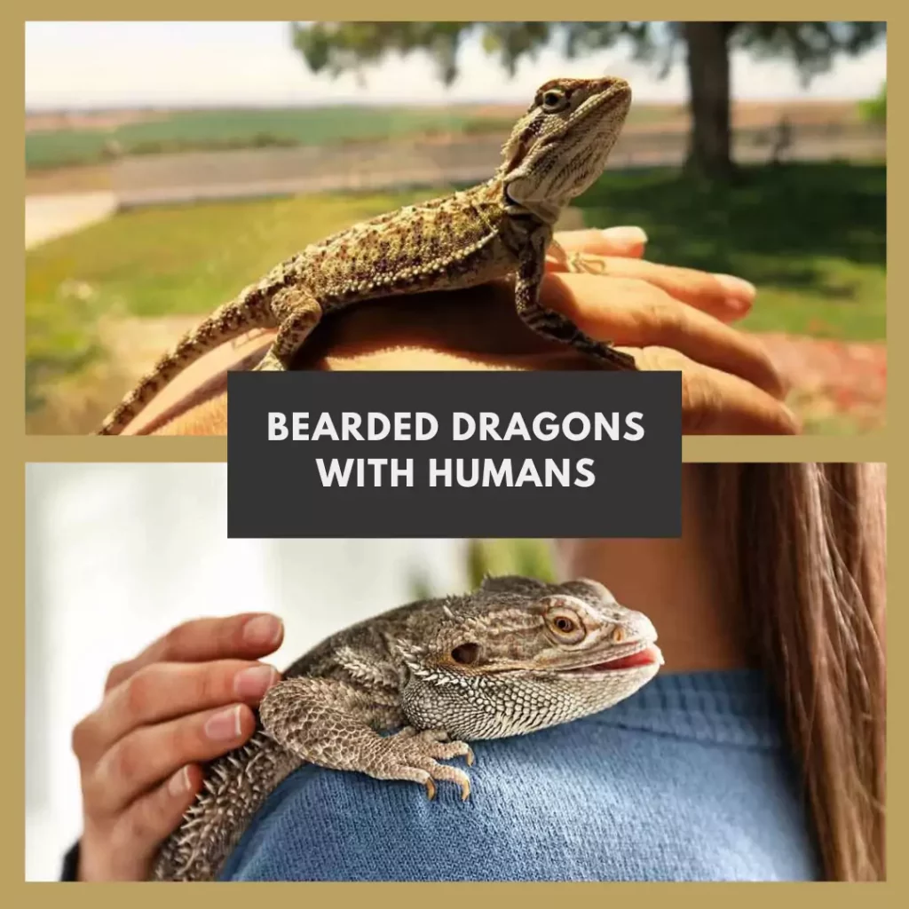 Bearded Dragons With Humans