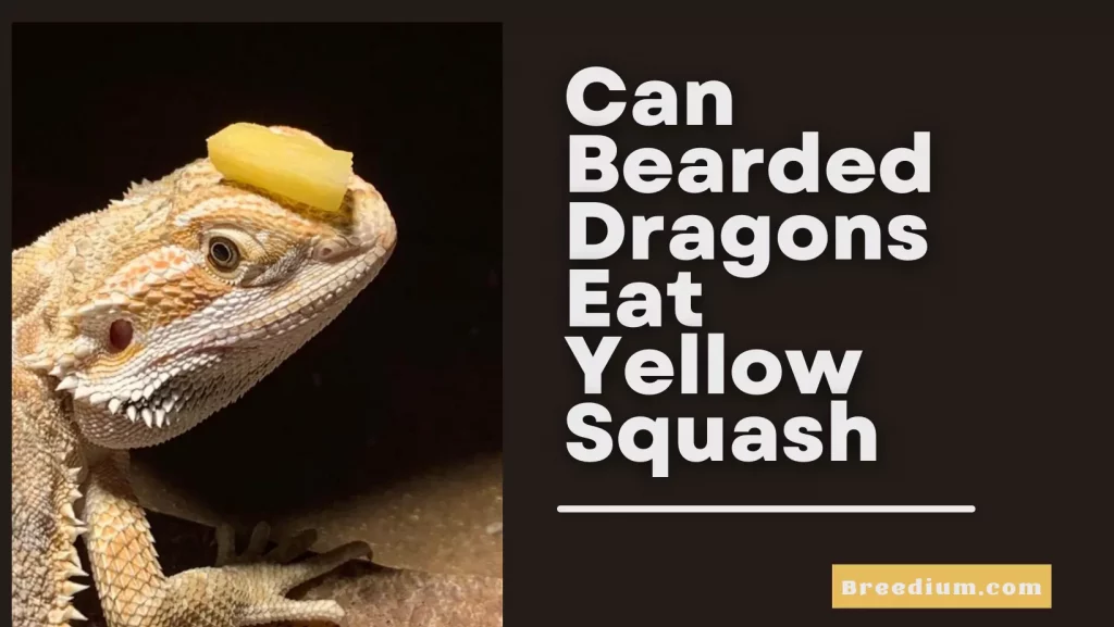 Can Bearded Dragons Eat Yellow Squash