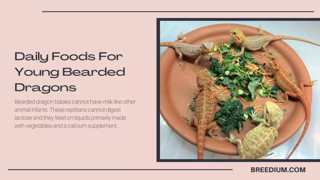 Daily Foods For Young Bearded Dragons