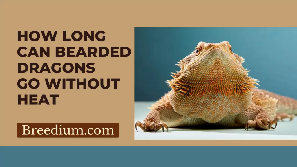 How Long Can Bearded Dragons Go Without Heat