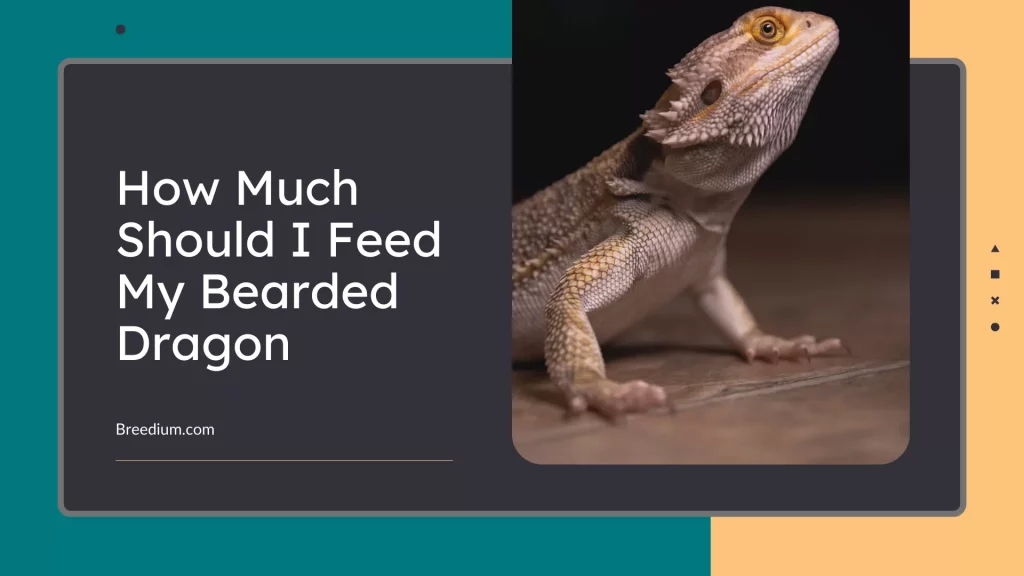 How Much Should I Feed My Bearded Dragon