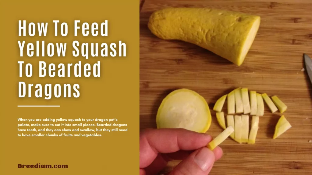 How To Feed Yellow Squash To Bearded Dragons