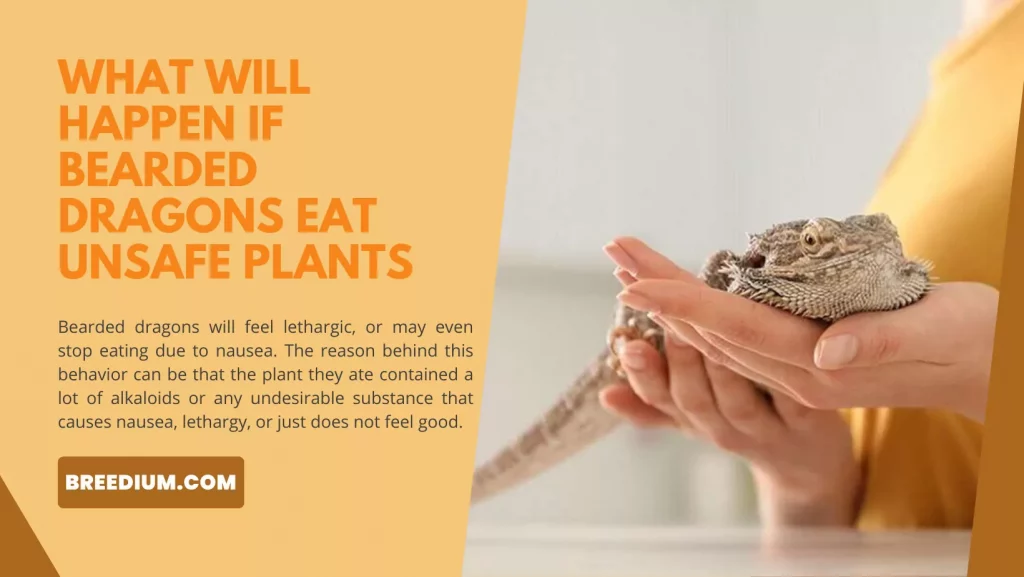 If Bearded Dragons Eat Unsafe Plants