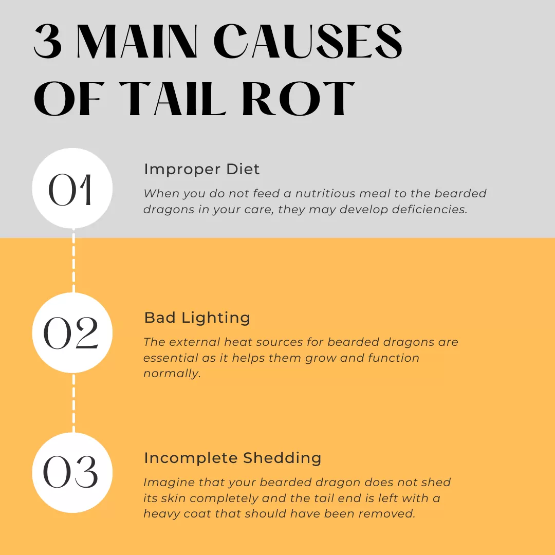 Main Causes Of Tail Rot