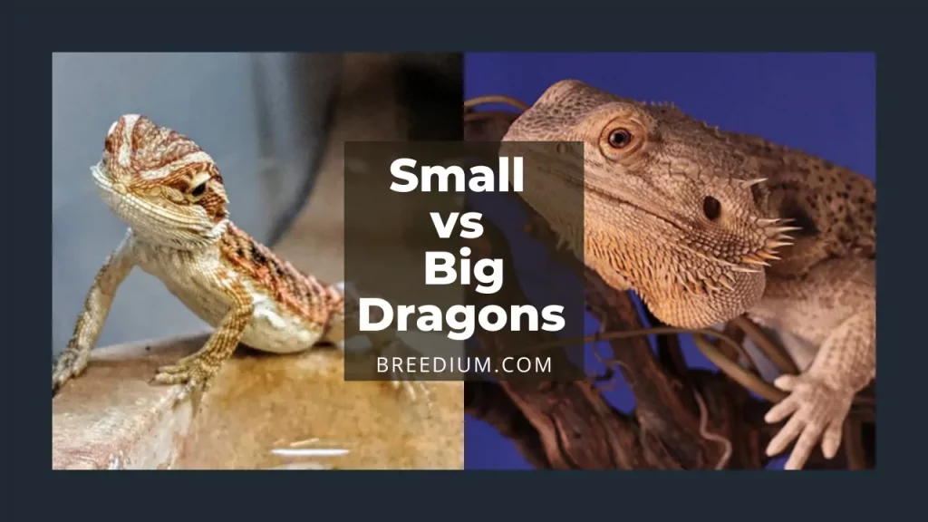 Small bearded dragons Vs Big Dragons