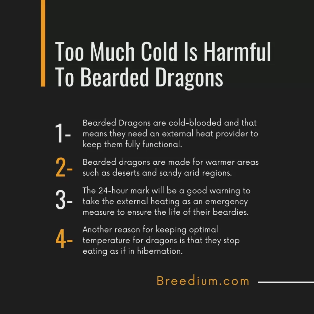 Too Much Cold Is Harmful To Bearded Dragons