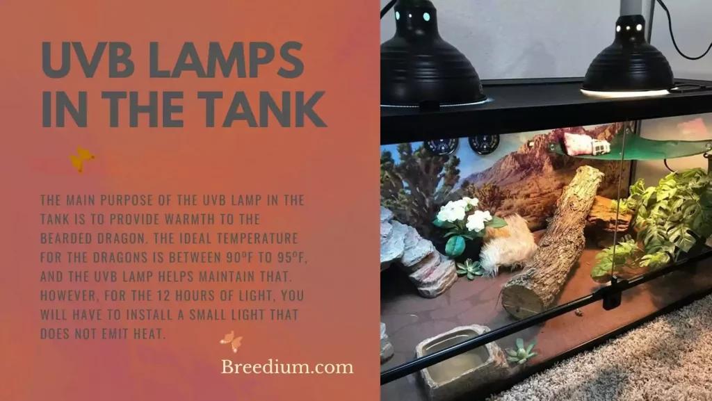 UVB Lamps In The Tank