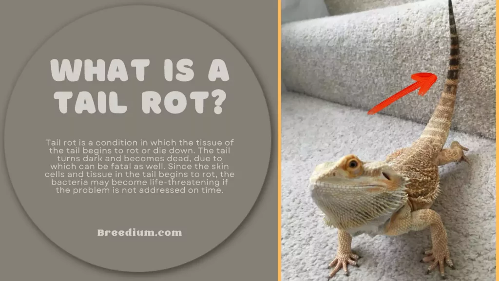What Is A Tail Rot