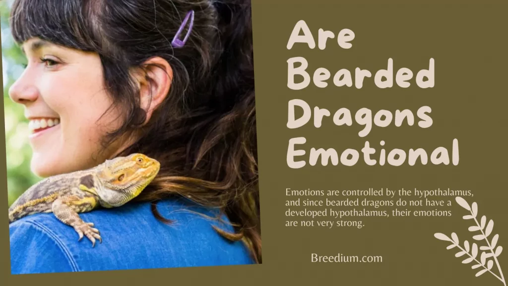 Are Bearded Dragons Emotional