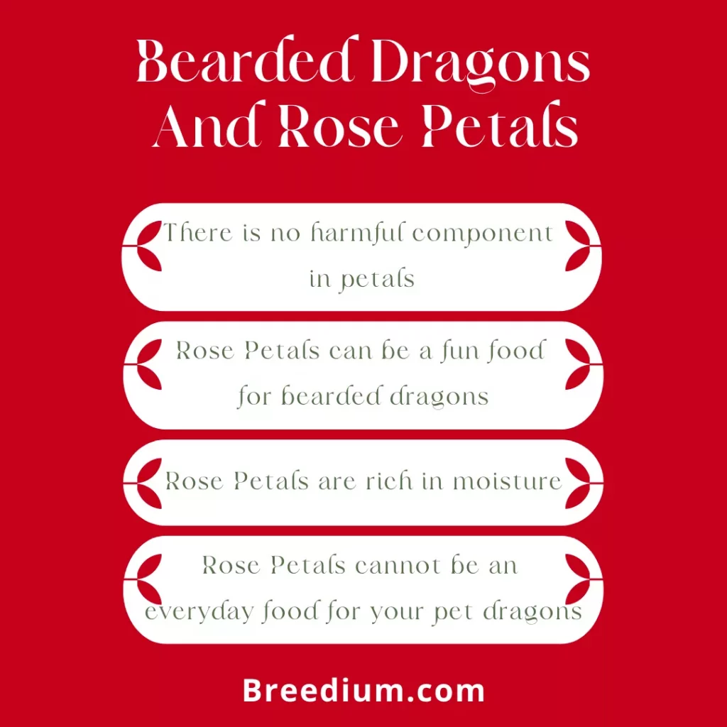 Bearded Dragons And Rose Petals