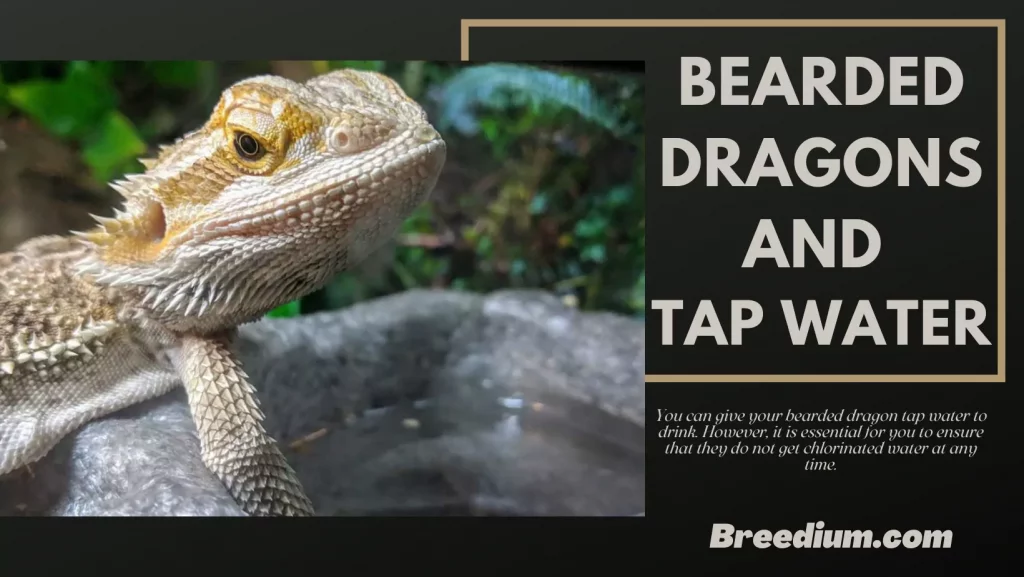 Bearded Dragons And Tap Water