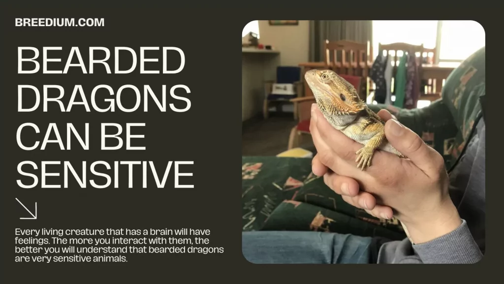 Bearded Dragons Can Be Sensitive