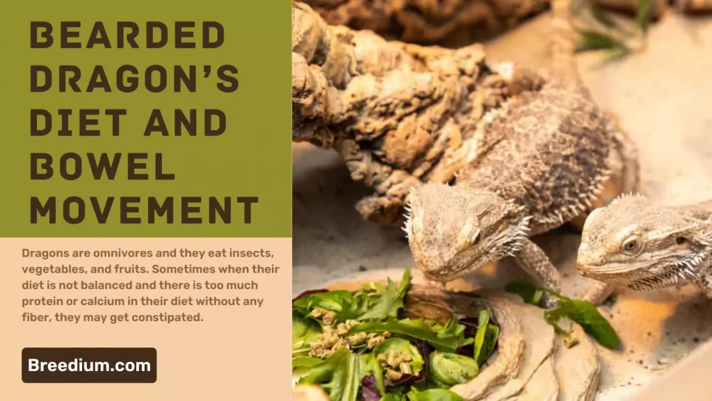 Bearded Dragon’s Diet And Bowel Movement