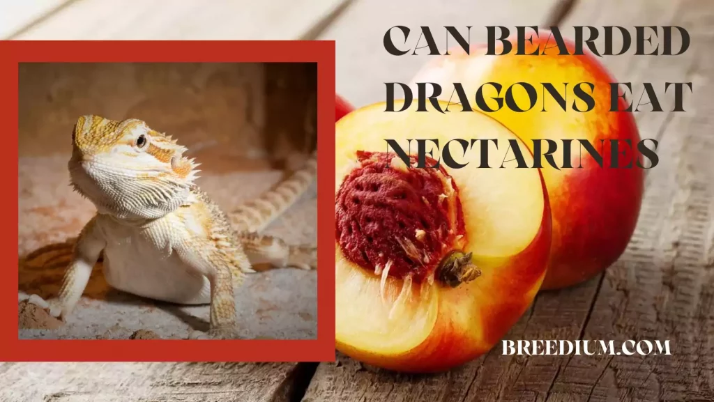 Can Bearded Dragons Eat Nectarines