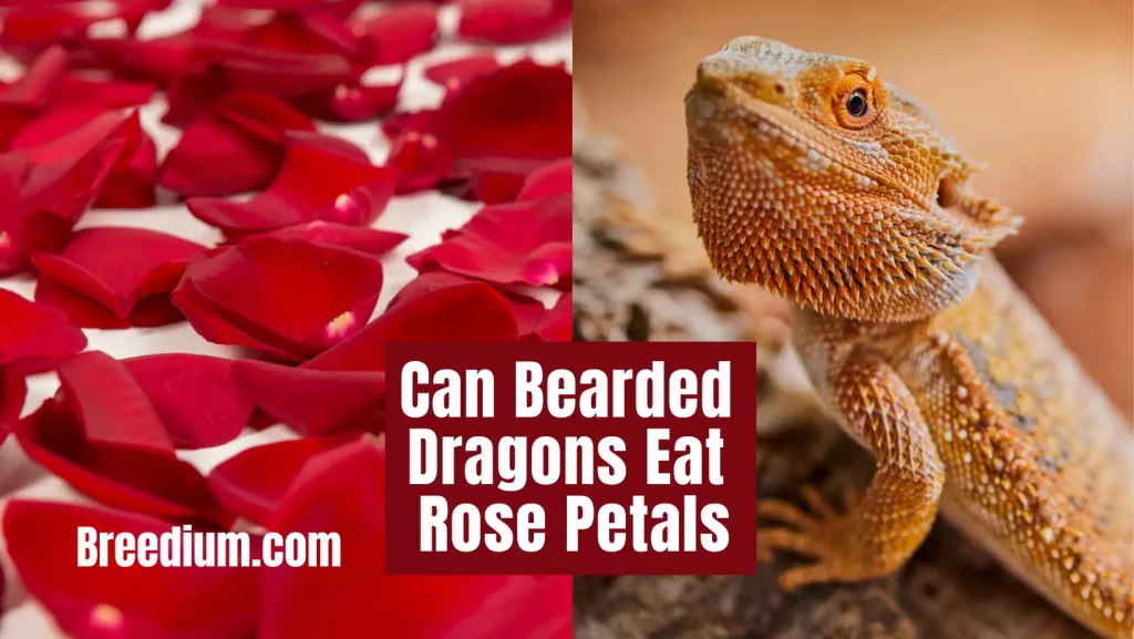 Can Bearded Dragons Eat Rose Petals