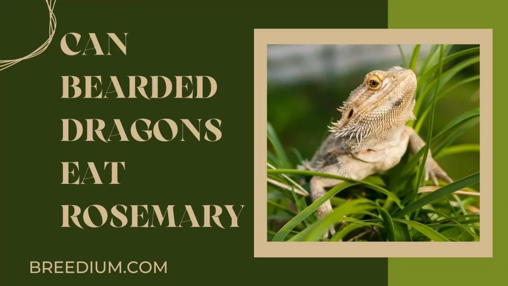 Can Bearded Dragons Eat Rosemary