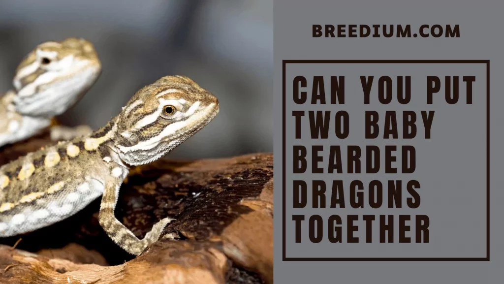 Can You Put 2 Baby Bearded Dragons Together