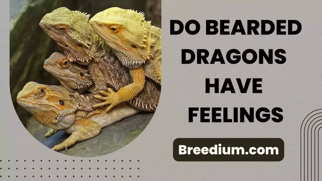 Do Bearded Dragons Have Feelings
