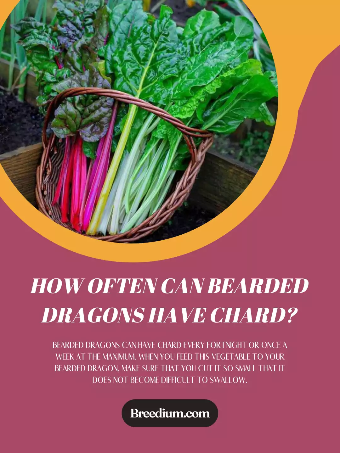 How Often Can Bearded Dragons Have Chard