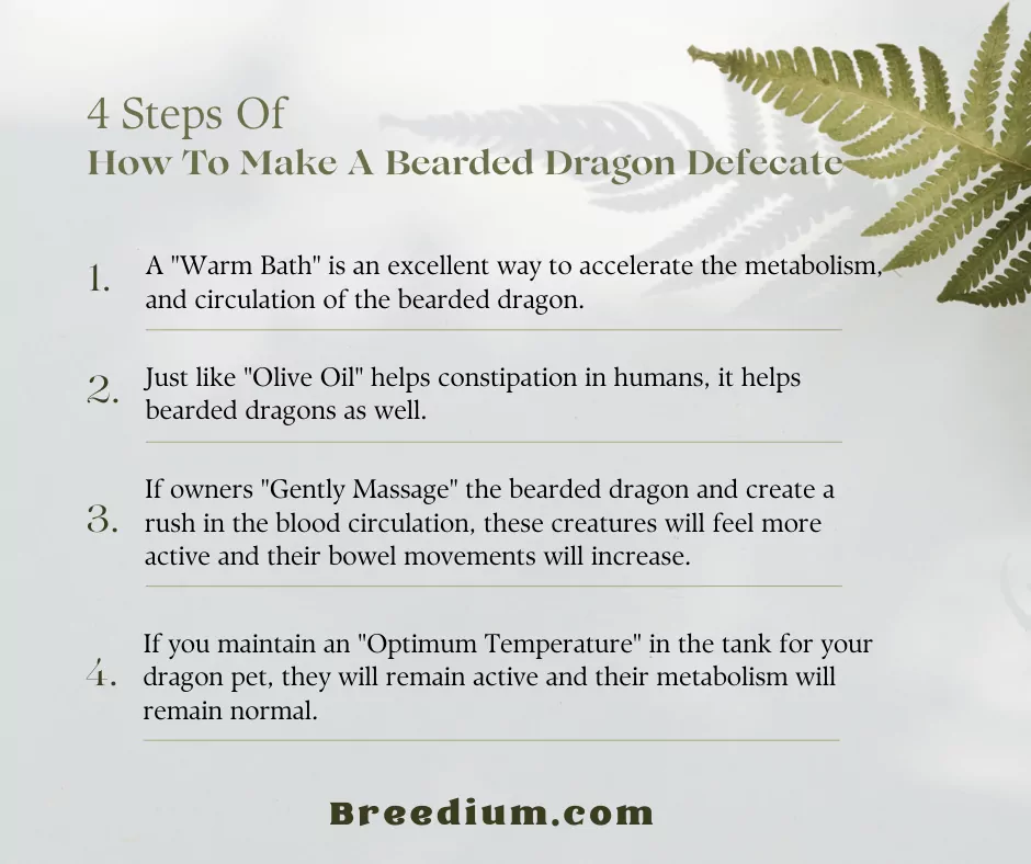 How To Make A Bearded Dragon Defecate